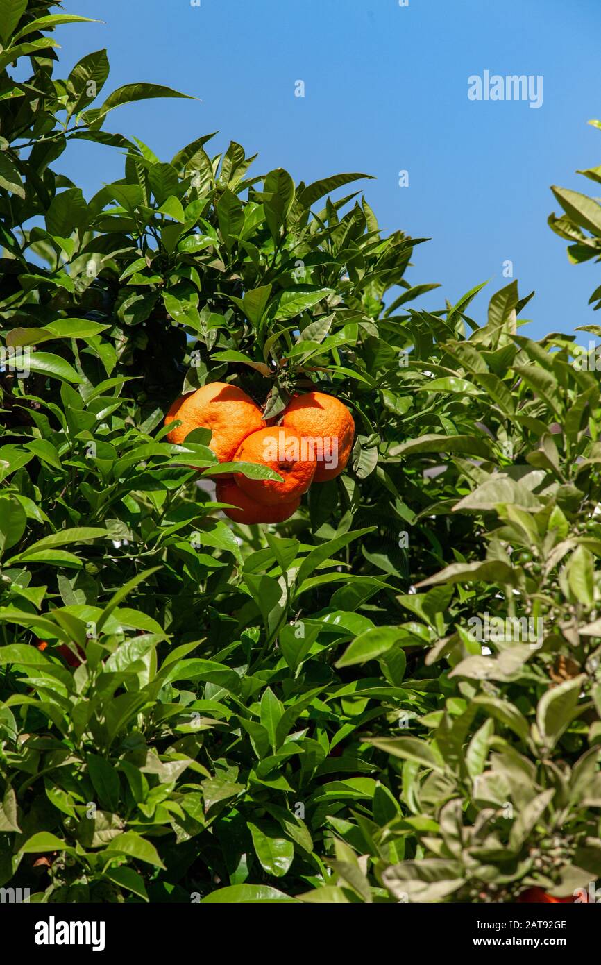 Reifen Mandarinen, Clementinen, die an den Zweigen und fertig für die Montage Stockfoto