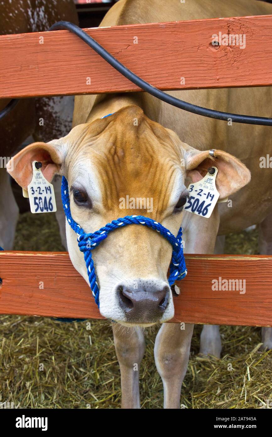 Jersey Cattle, eine verbreitete Milchsorte, ist die dickste Milch in  Prozent Butterfett Stockfotografie - Alamy