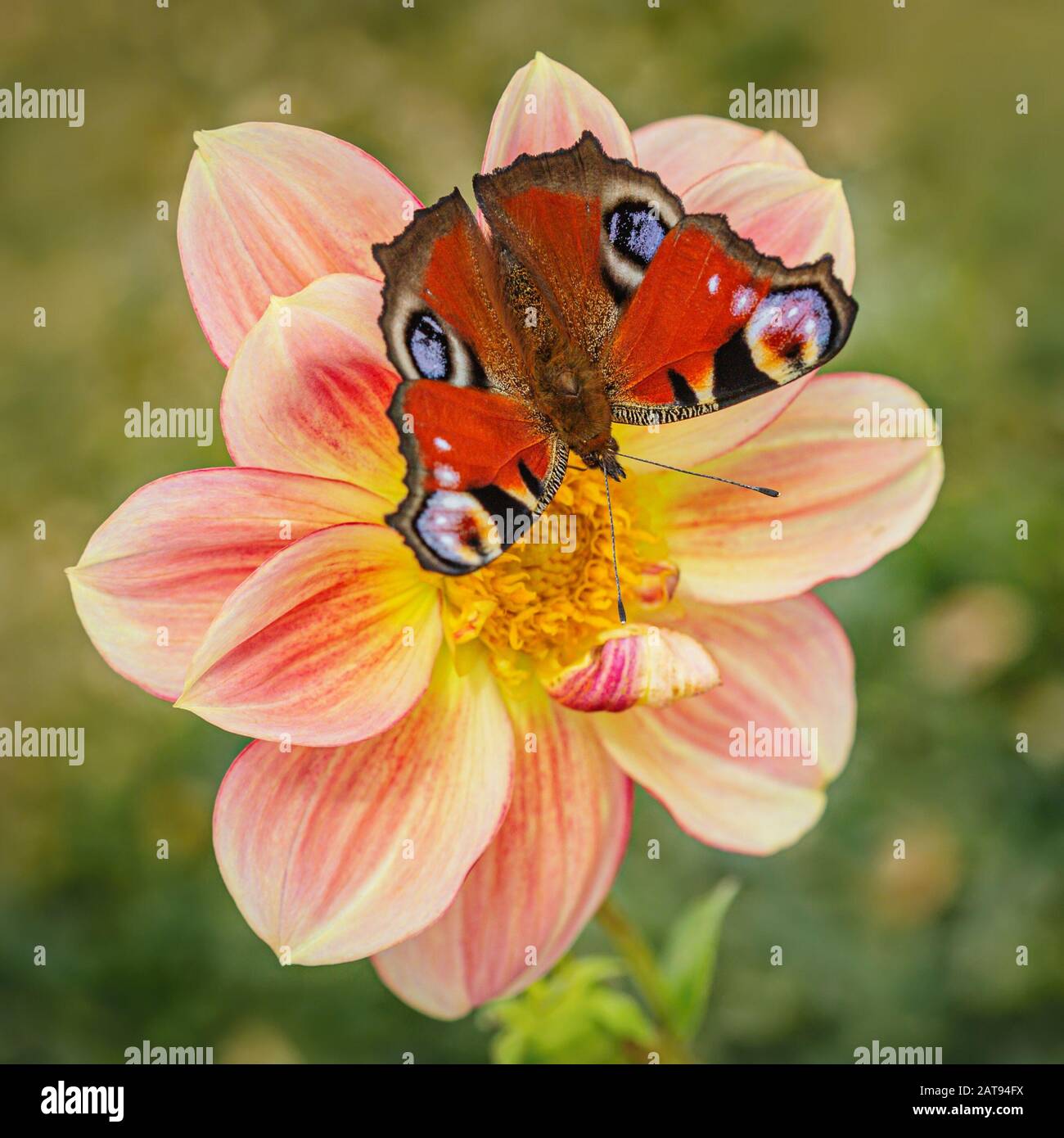 Farbenfroher Pfauenschmetterling, der an einem Sommertag in einem Garten wächst und auf einer rosafarbenen und gelben Dahlienblüte sitzt. Verschwommener grüner Hintergrund. Stockfoto