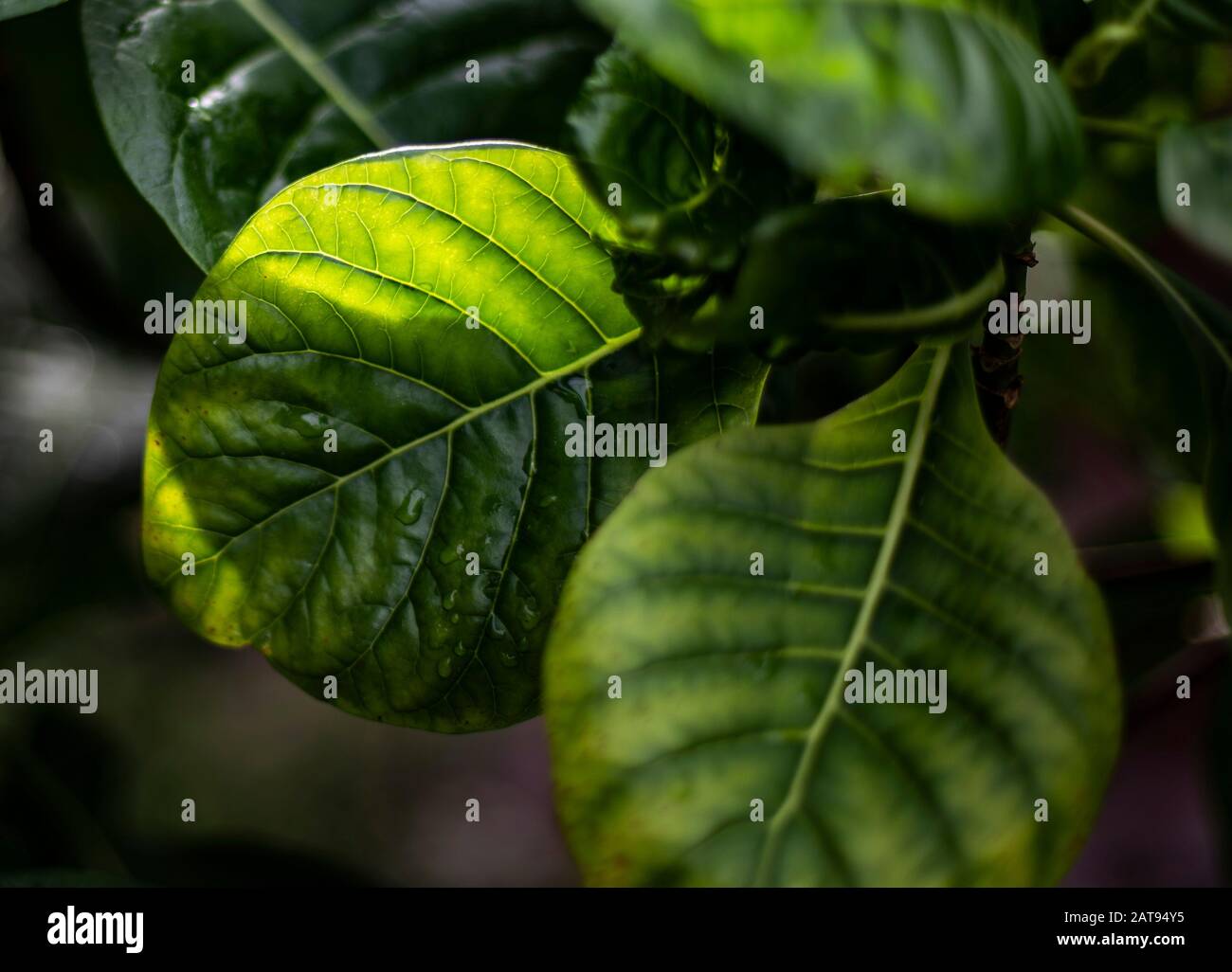 Deep green Stockfoto