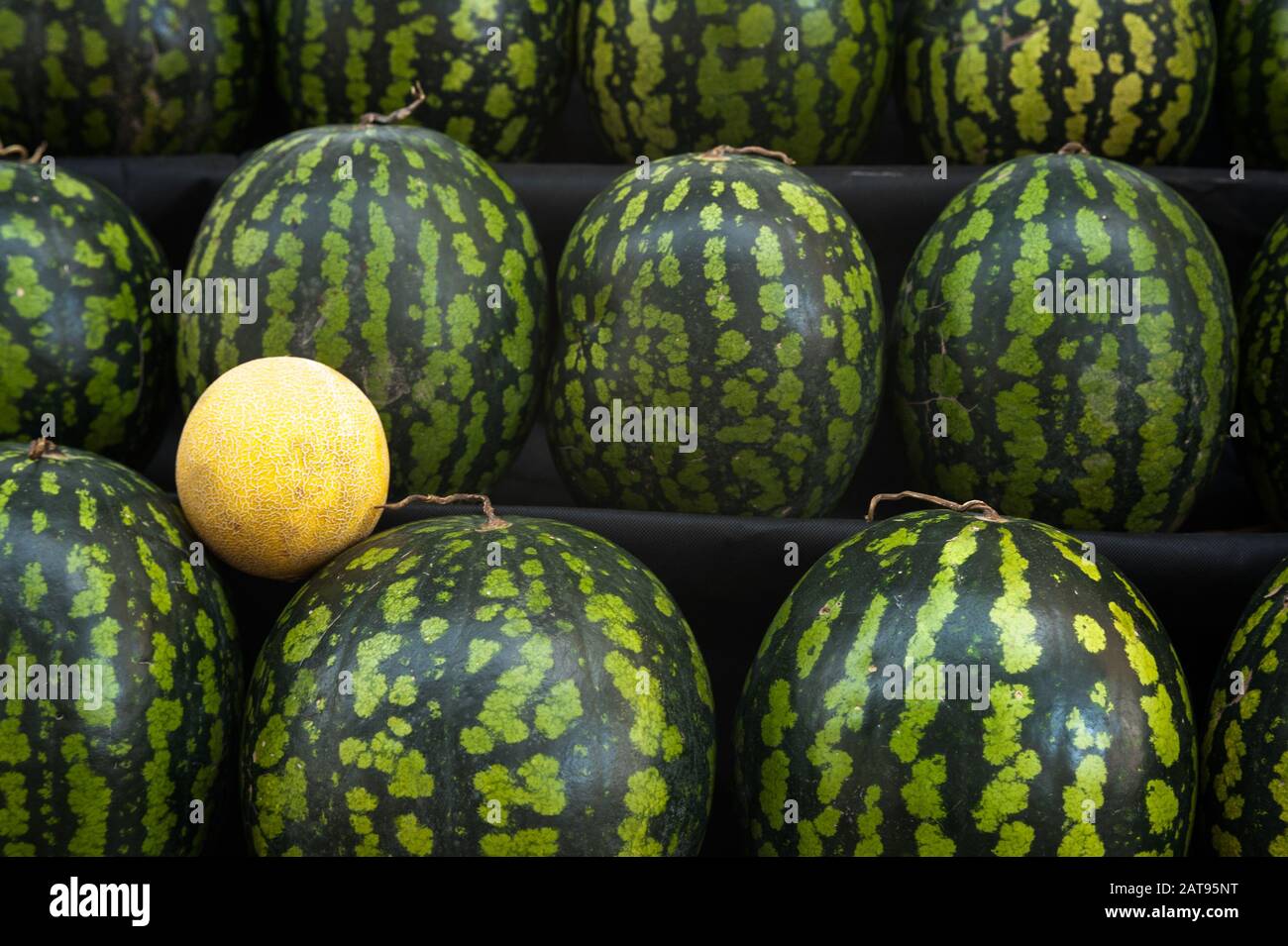 Reif gestreifte Wassermelonen und runde gelbe Melone Stockfoto