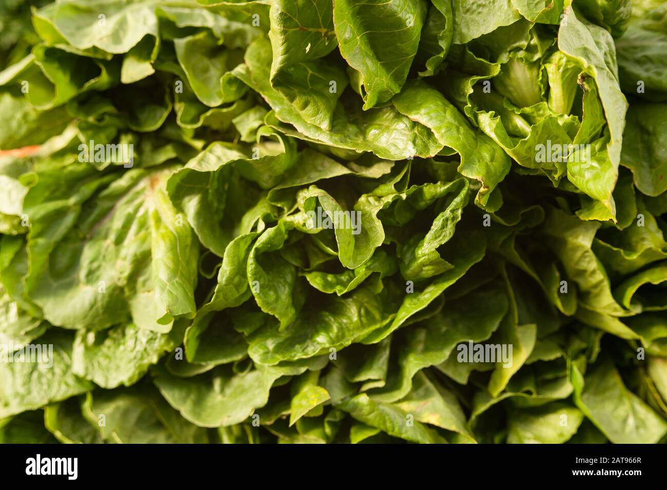 Nasse Blätter eines saftigen grünen Salats Stockfoto