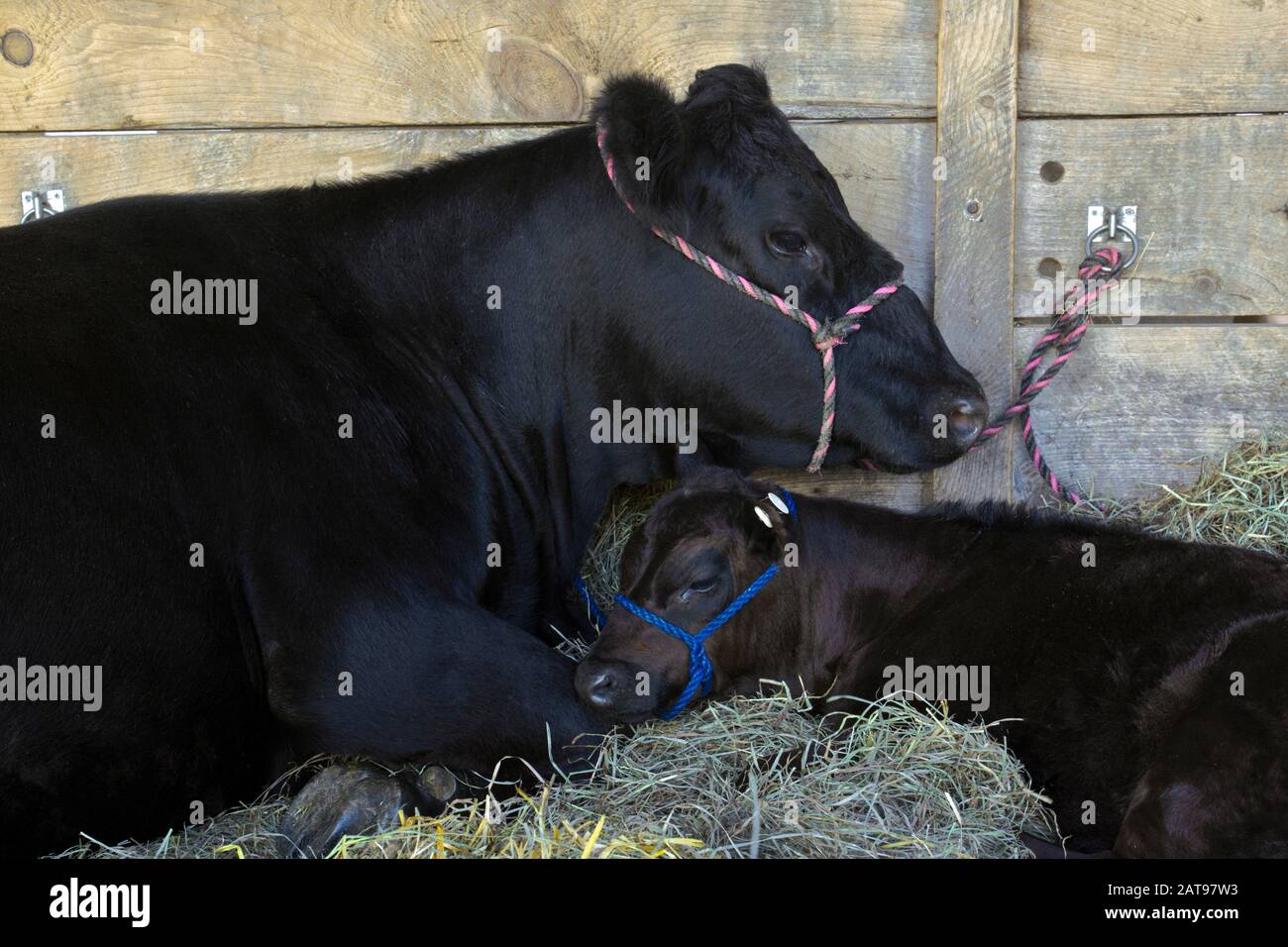 Mutter und Kalb Aberdeen-Angus-Rind auf der West End Fair in Pennsylvania. Dies ist eine verbreitete Rasse, die für Rindfleisch aufgezogen wird. Stockfoto