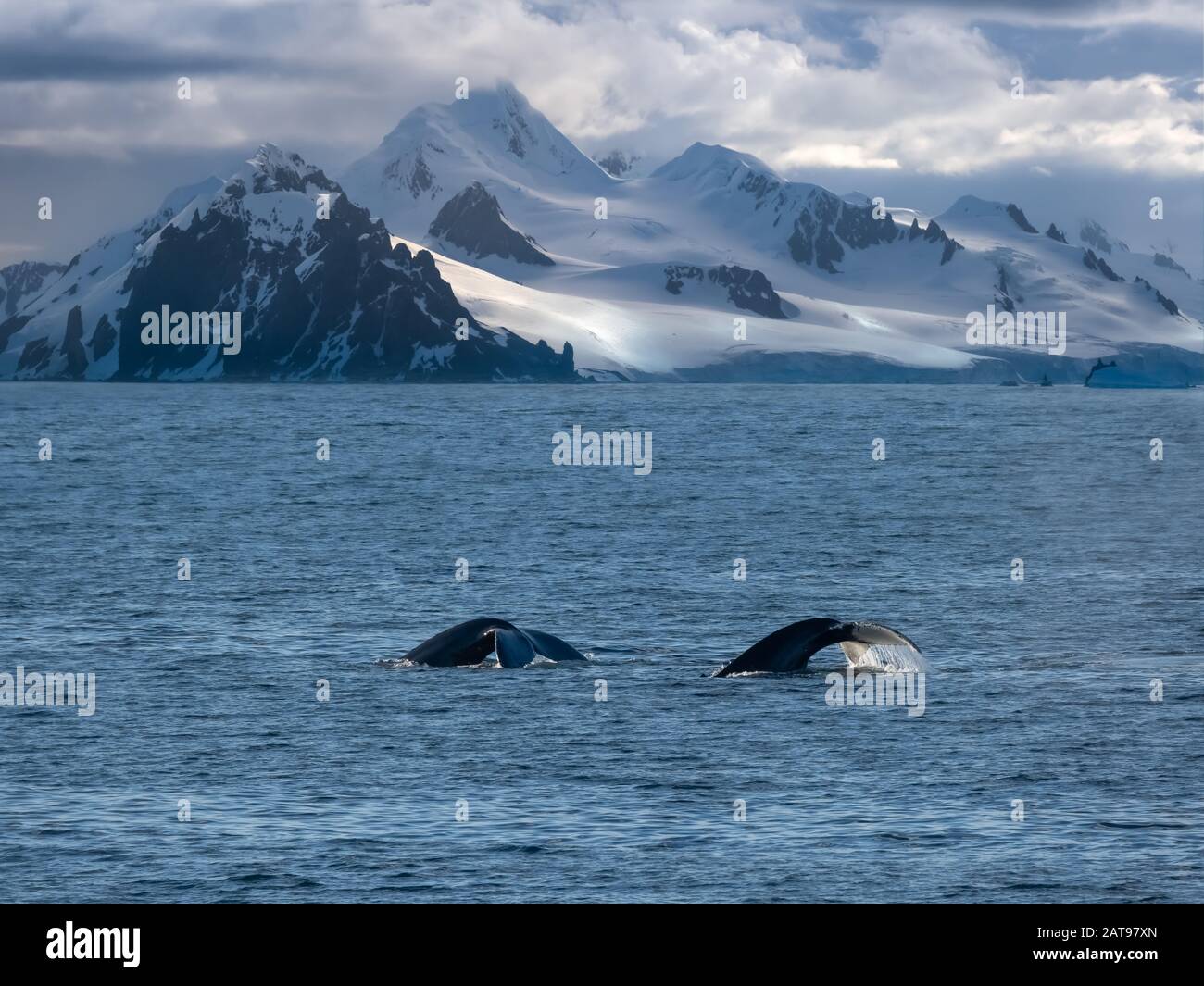 Buckelwale, die sich an den atemberaubenden Ufern der Tabarin-Halbinsel im antarktischen Kontinent ernähren Stockfoto