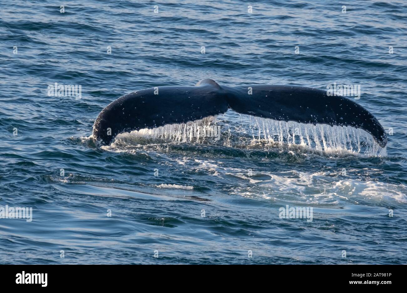 Sehr enge Begegnung mit Buckelwalen, die sich entlang der Küste der Tabarin-Halbinsel im antarktischen Kontinent ernähren Stockfoto