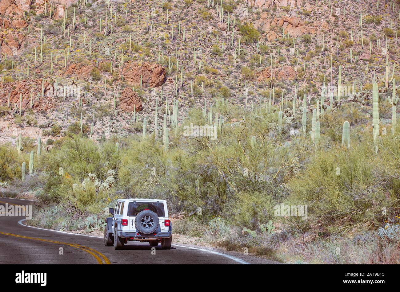 Straßenausflüge im Wald des Saguaro National Park und Umwege in der Wüste von Arizona Stockfoto