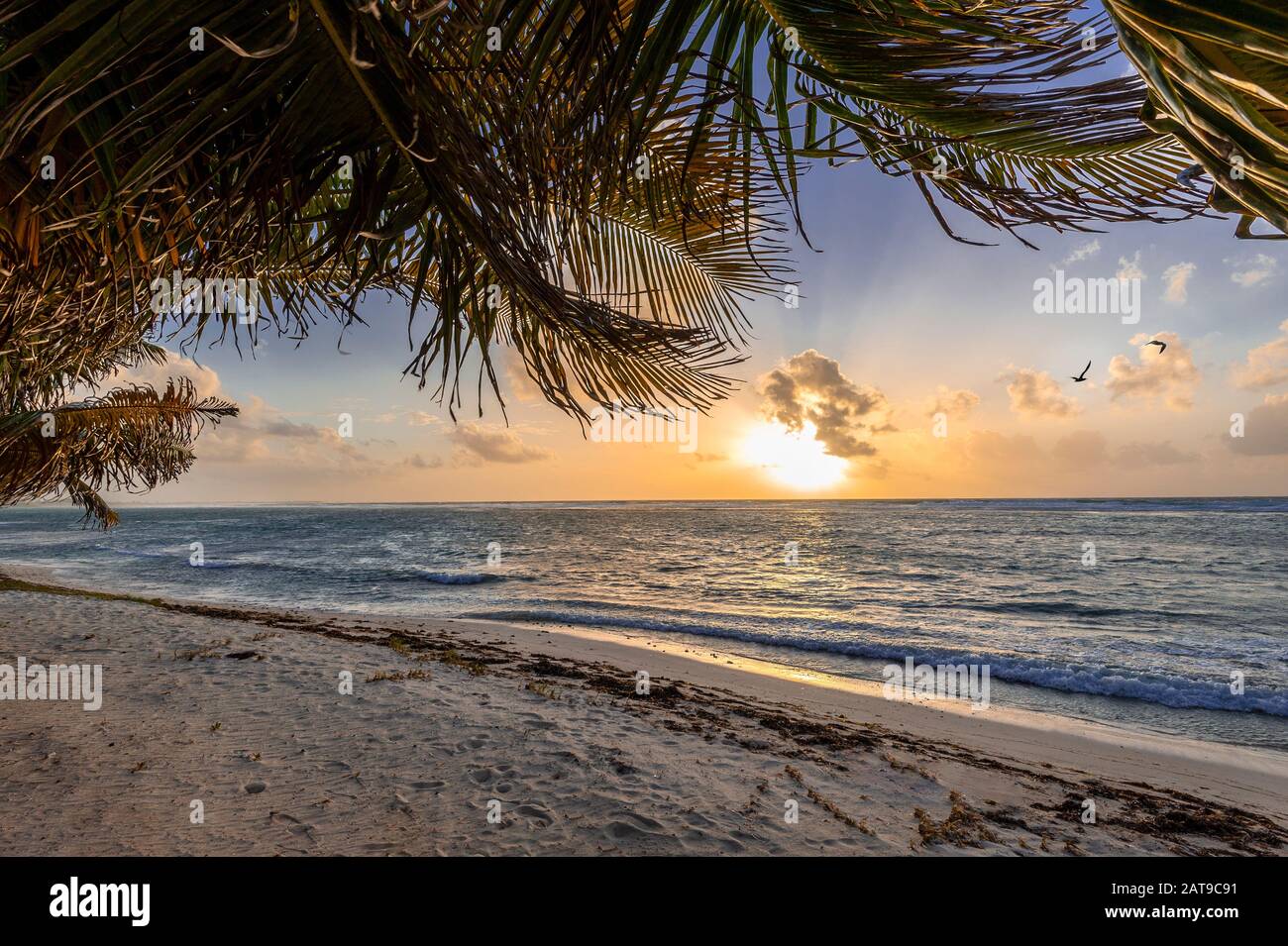Palmen, Strand, Sonnenaufgang und Einsamkeit, Grand Cayman Island Stockfoto