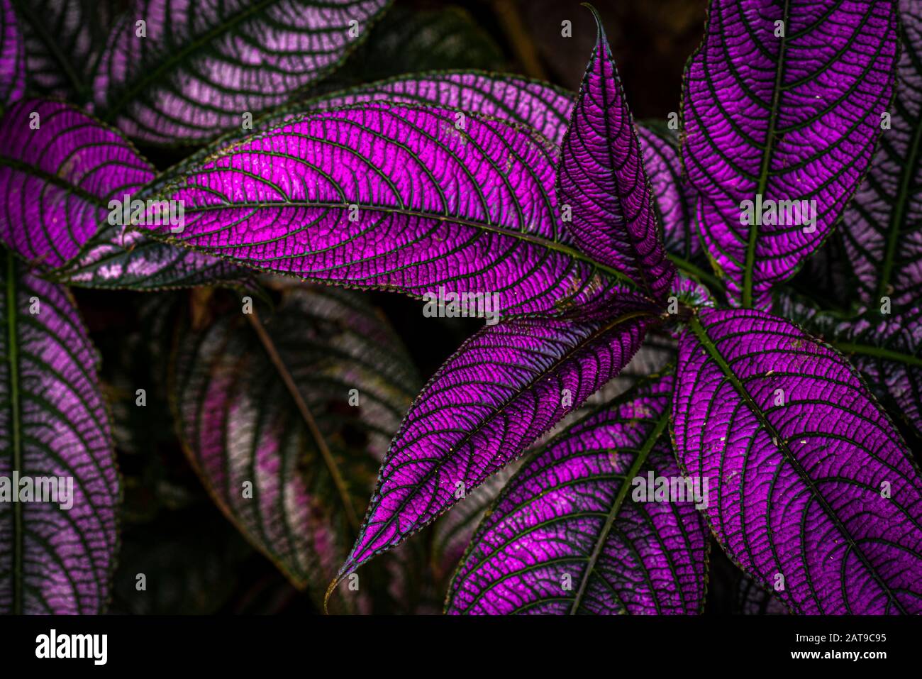 Glänzendes violettes persisches Schildblatt Stockfoto