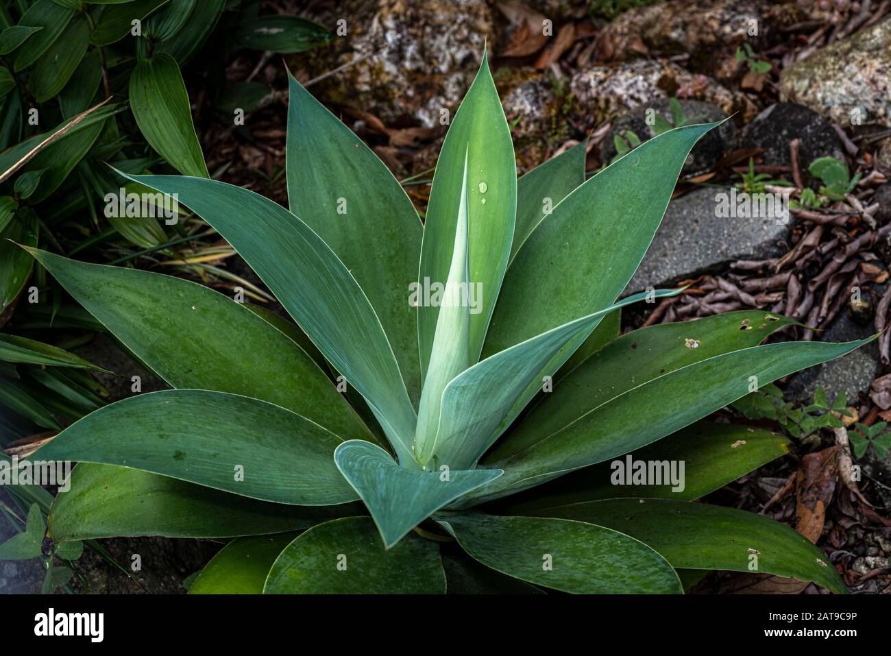 Grüne dämpfen Agavenanlage in einem Garten Stockfoto