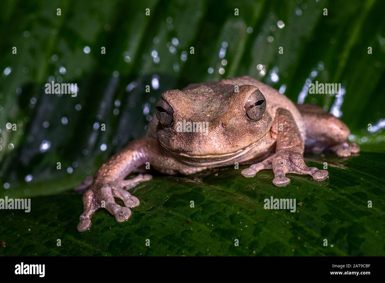 Baumfrosch auf einem grünen Blatt mit Regentropfen i, Alter im Regenwald Panamas eingenommen Stockfoto