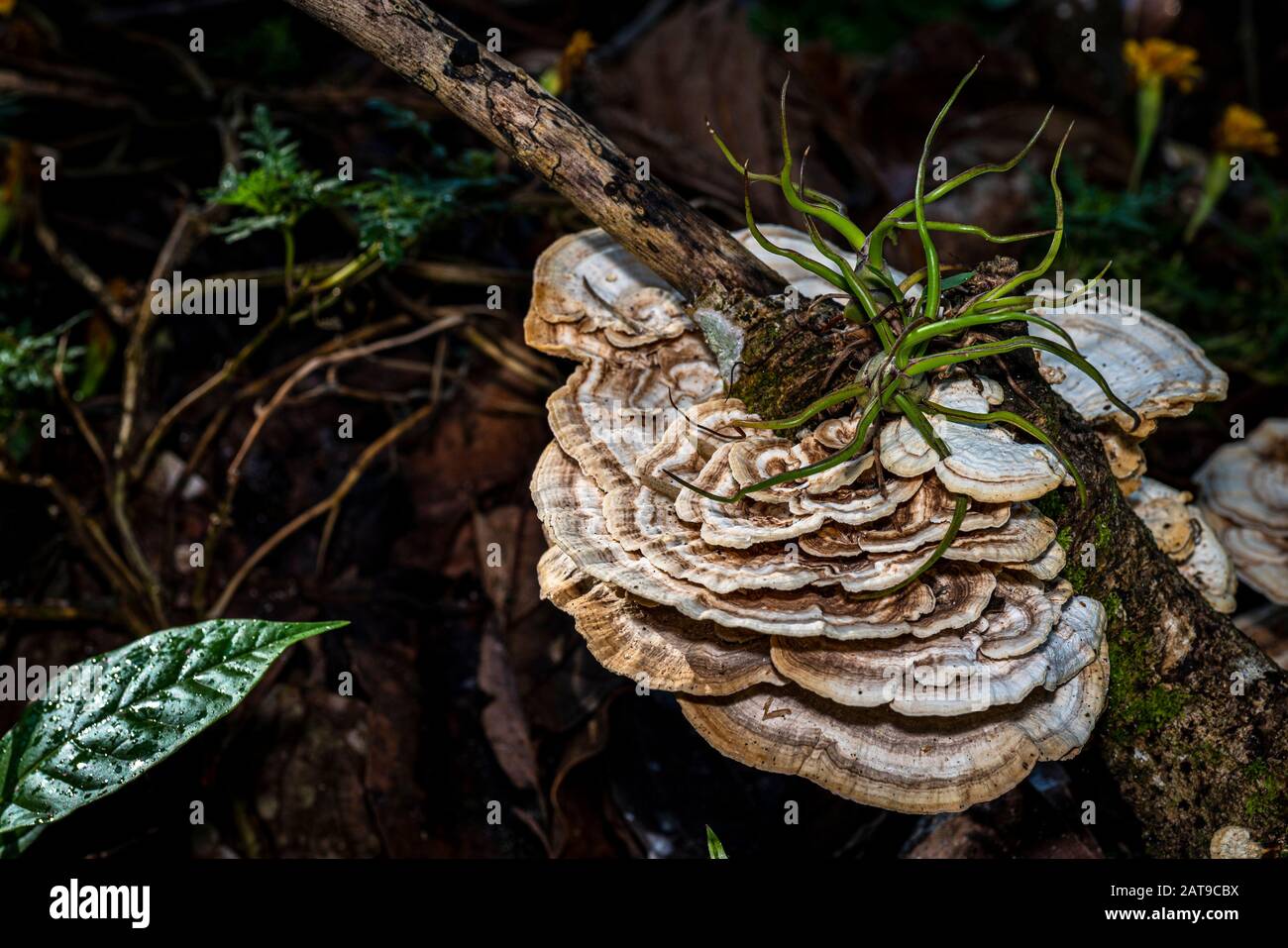 Pilzwachstum an einem verrottendem Baum im Regenwald Panamas Stockfoto