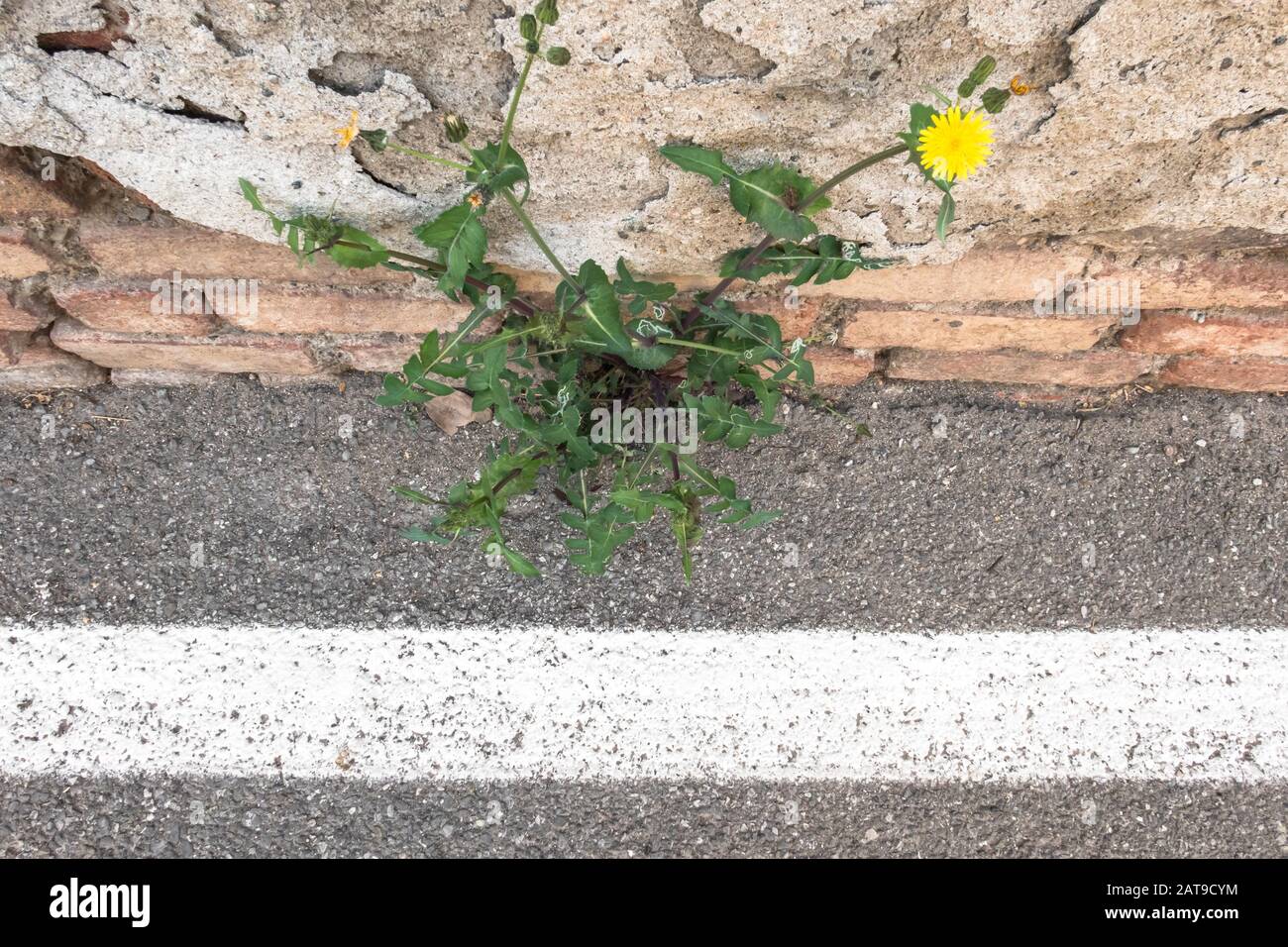 Blume wächst durch Asphalt. Die Natur gewinnt über alles. Überlebenskonzept. Stockfoto