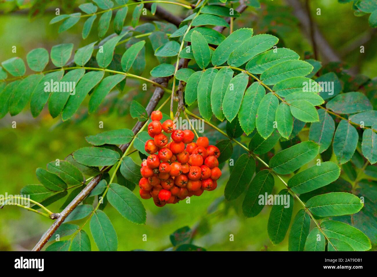 Esche Ast Esche hartholz -Fotos und -Bildmaterial in hoher Auflösung – Alamy