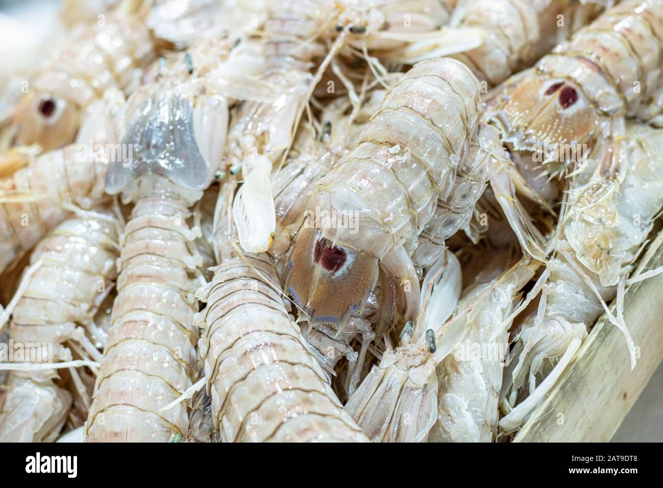 Foto von Squilla Mantis Seafood auf der Bank. Stockfoto