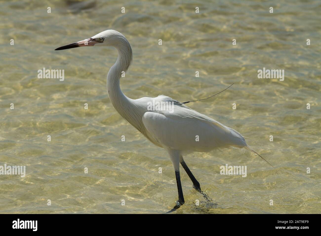 Weiße Morphe eines rötlichen Egrets. Stockfoto