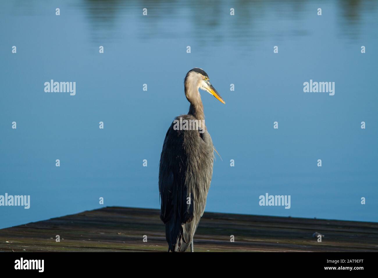 Heron ruht auf einem Dock. Stockfoto