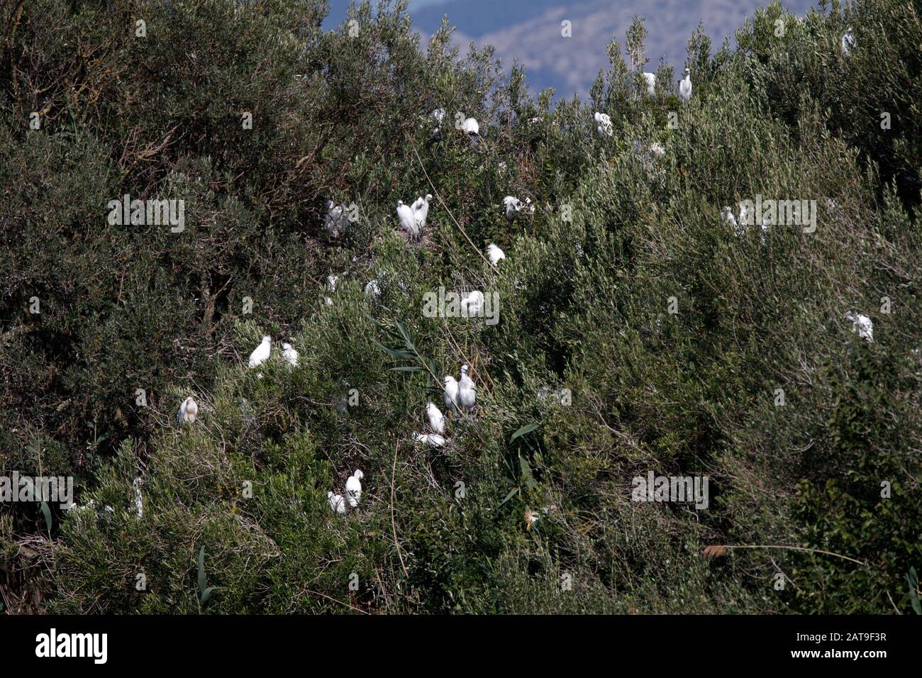 Egrets in S'albufera auf Mallorca Island Stockfoto
