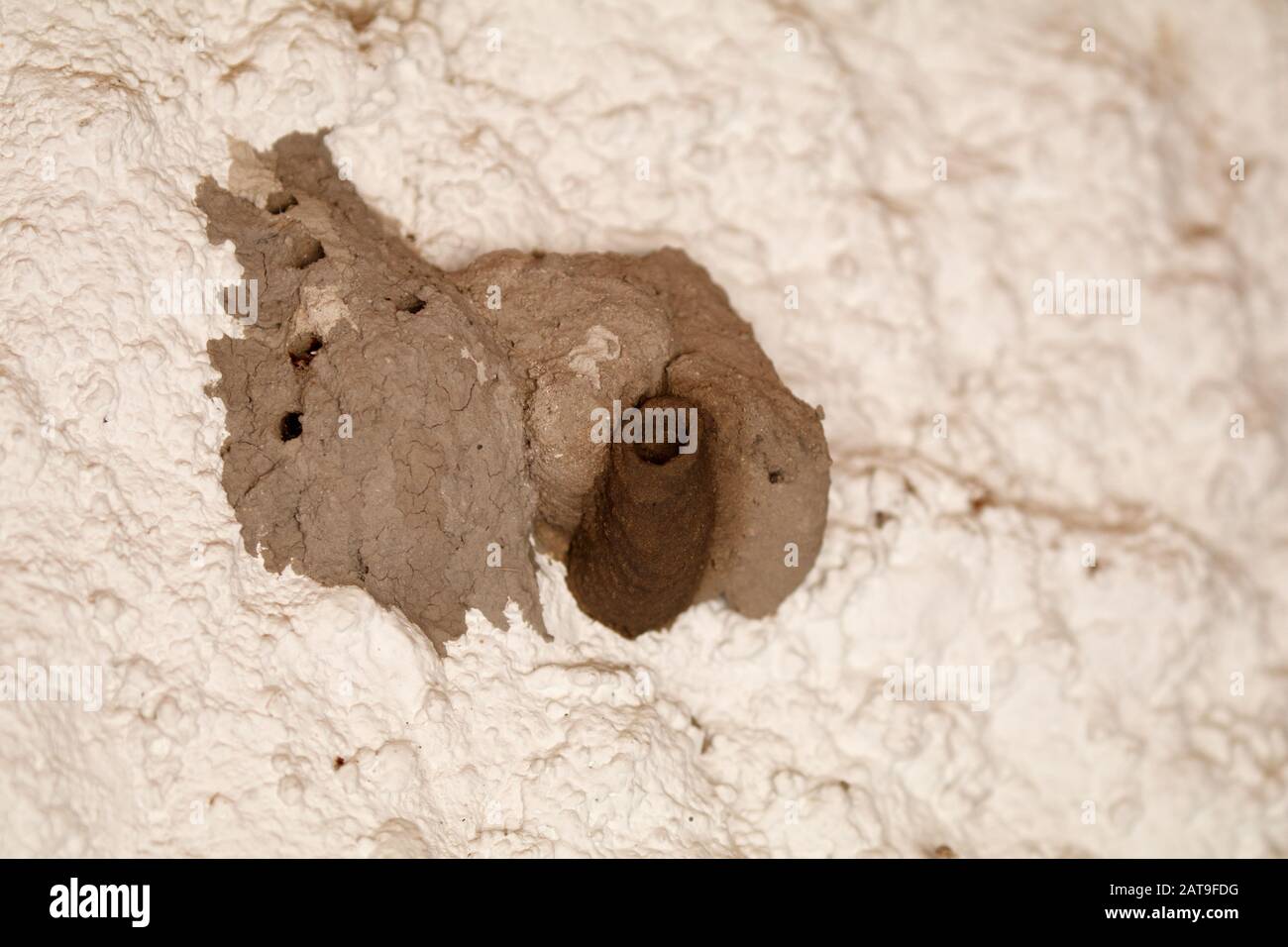 Gattung Sceliphron Black Mud-dauber Wasp nest auf S'albufera Mallorca Stockfoto