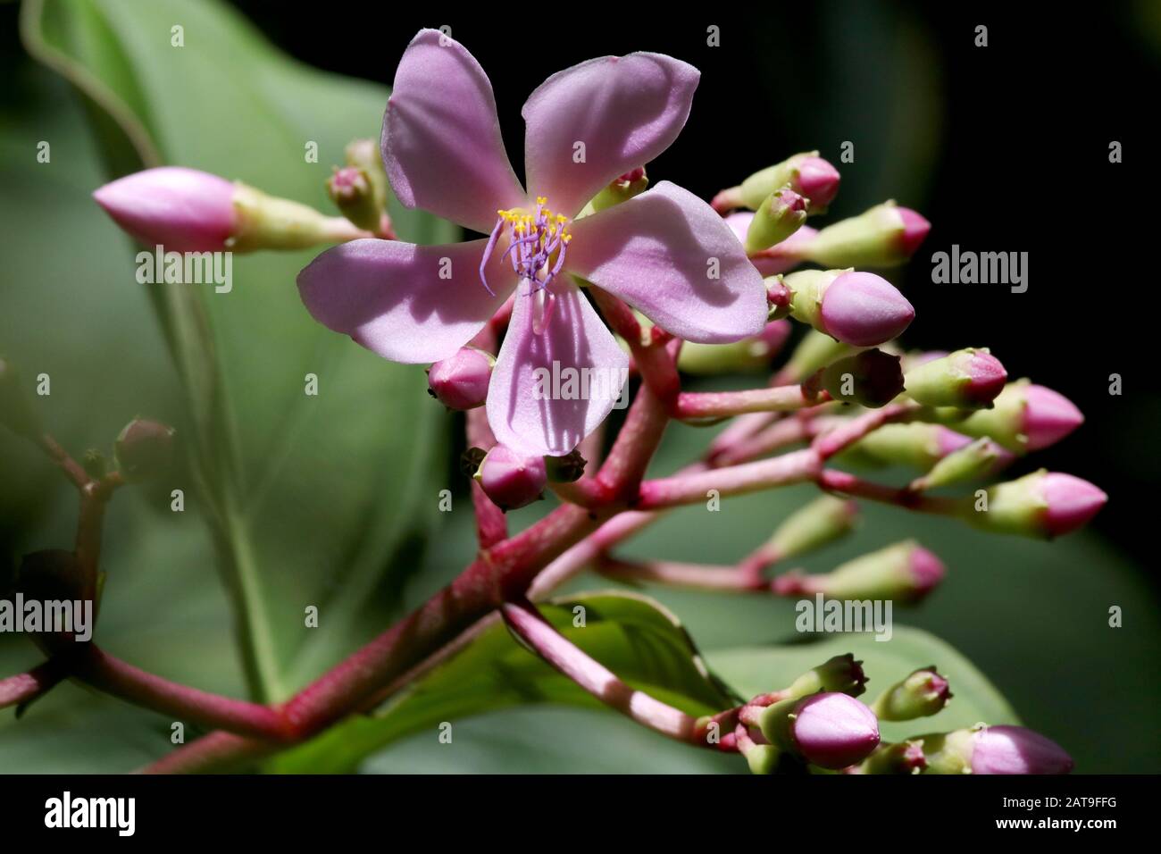 Sehr nahes Bild einer schönen rosafarbenen Blume. Helle Farben an einem warmen Sommertag im botanischen Garten. Stockfoto