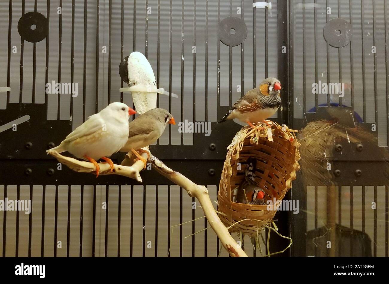 Schöne Zebrafinkenvögel im Käfig Stockfoto
