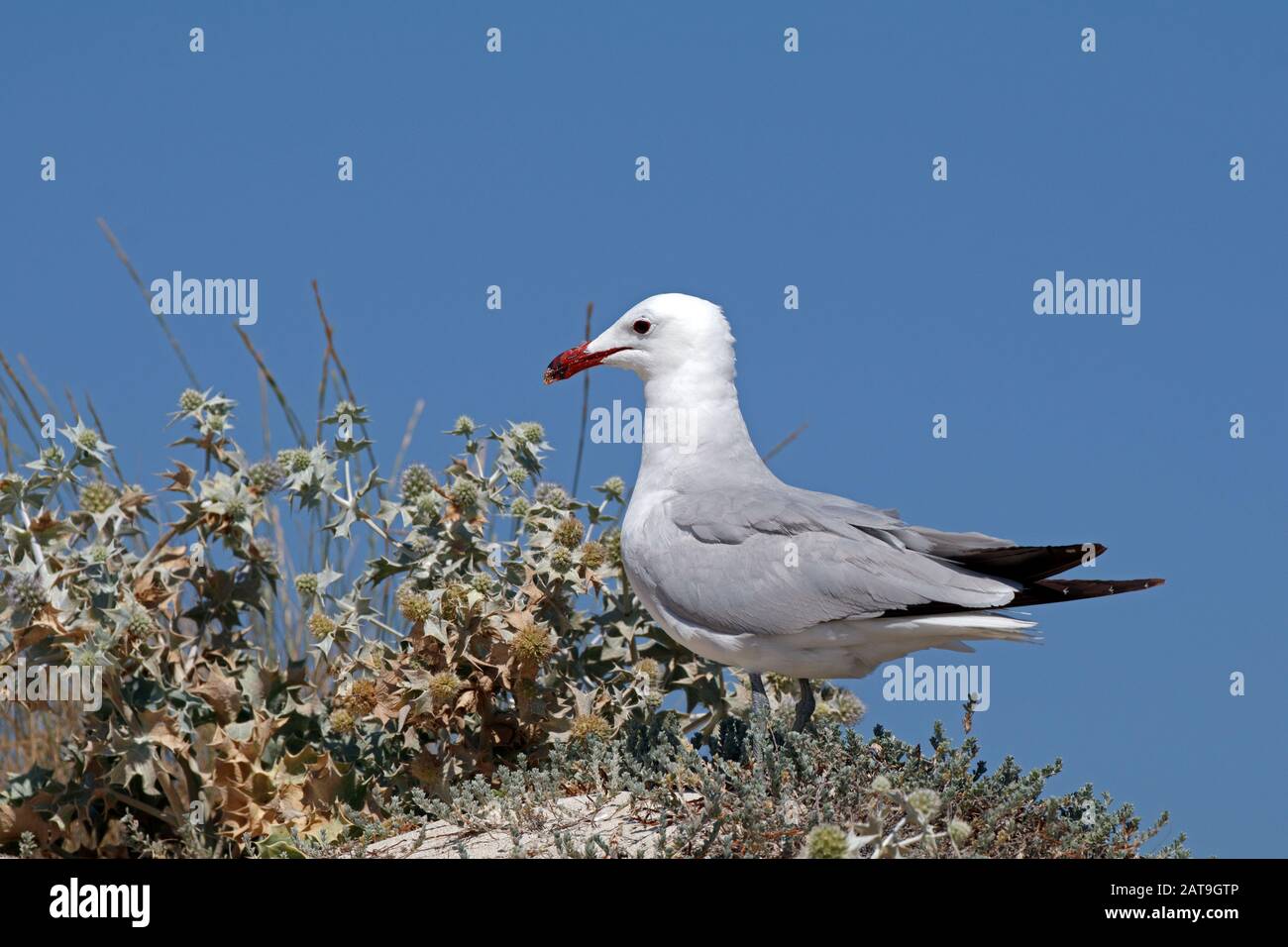 Ichthyaetus audouinii/Larus audoinii Audouin's Gull am Strand von Mallorca Stockfoto