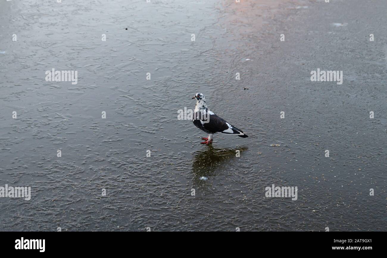 Taubenvogel spaziert auf einem zugefrorenen See, auf Eis, wintertrübem Tag, Nahaufnahme Stockfoto