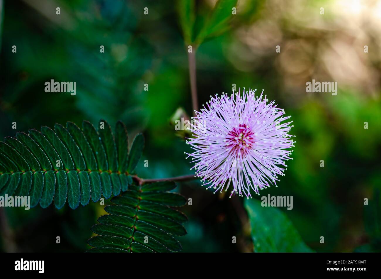 Völlig erblühte "Touch-Me-Not Flower" (Mimosa Pudica) in vollem Ruhm. Makroaufnahme. Stockfoto