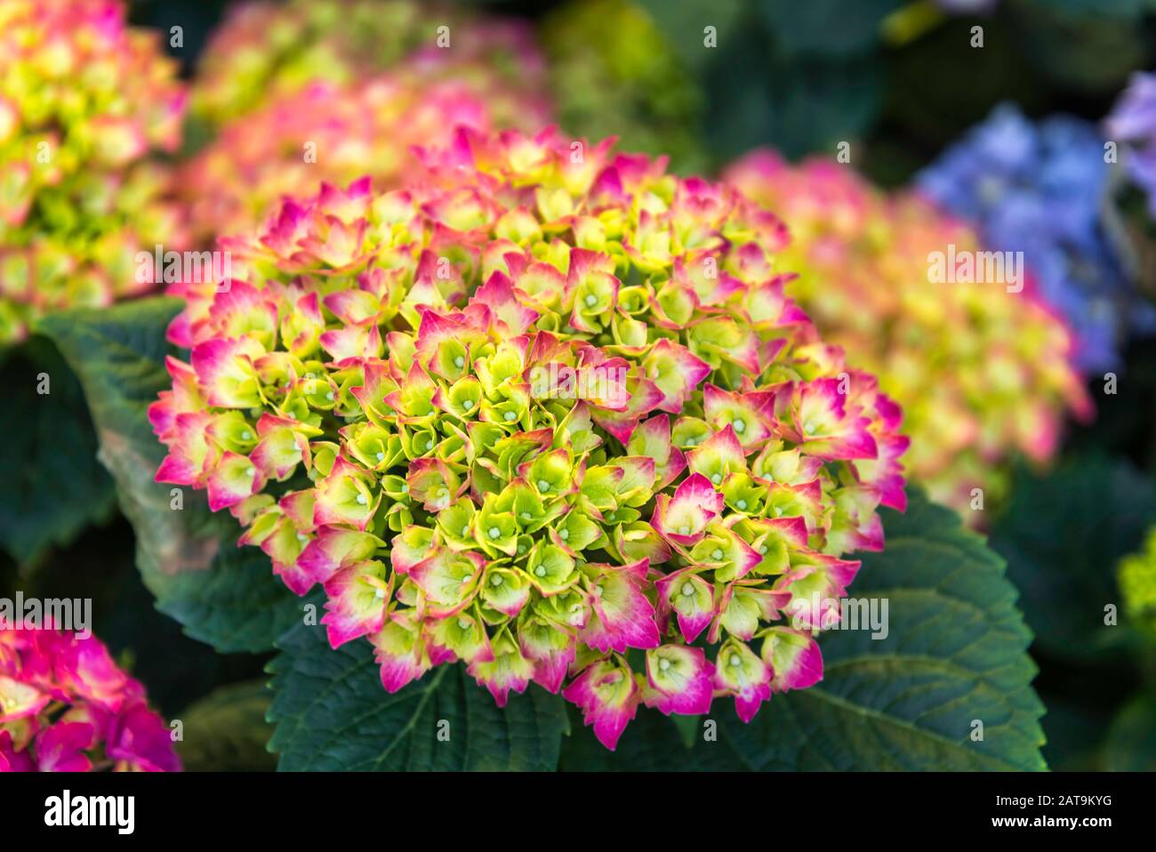Hell rosa Blume Stockfoto
