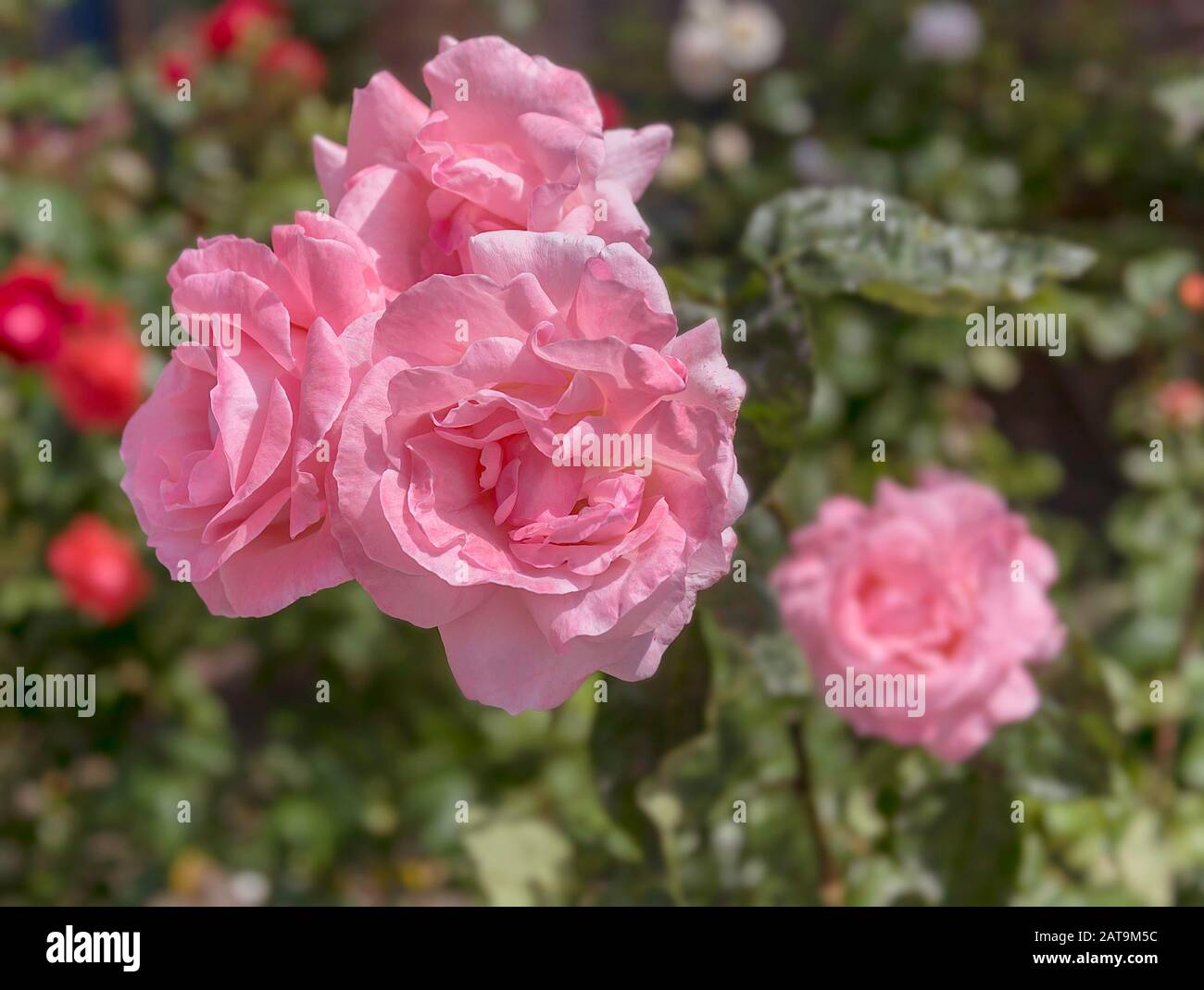 Hell rosa Blume Stockfoto