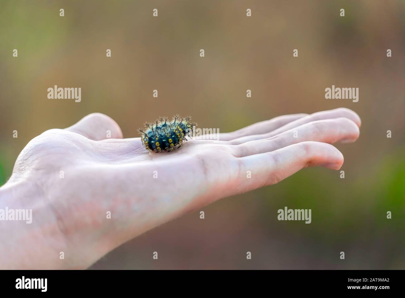 Schwarze Raupe mit vielen Beinen und leuchtend gelben Flecken an der Handfläche Stockfoto