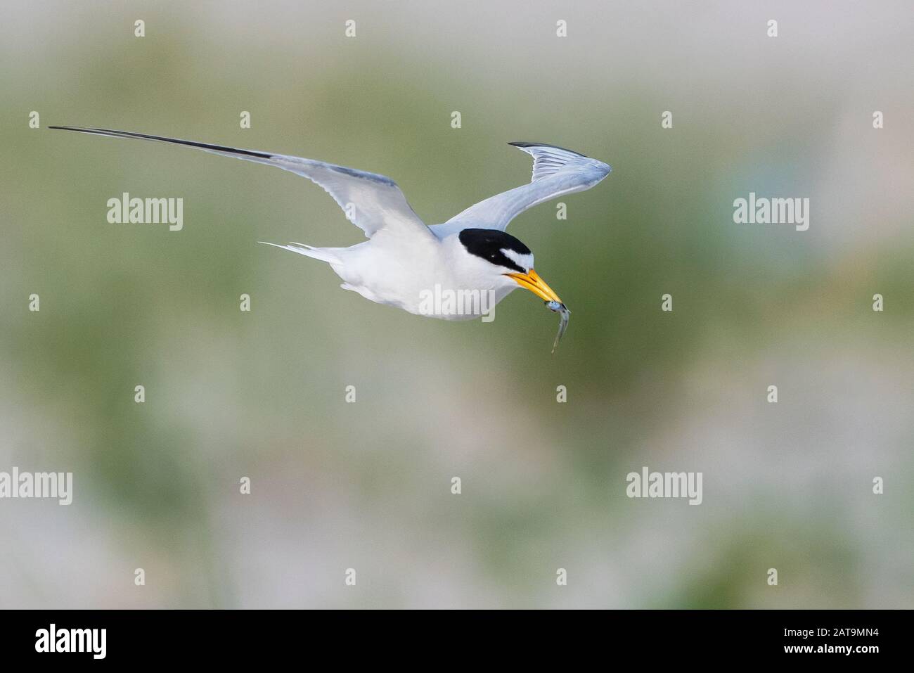 Erwachsene am wenigsten tern im Flug mit Fisch Stockfoto