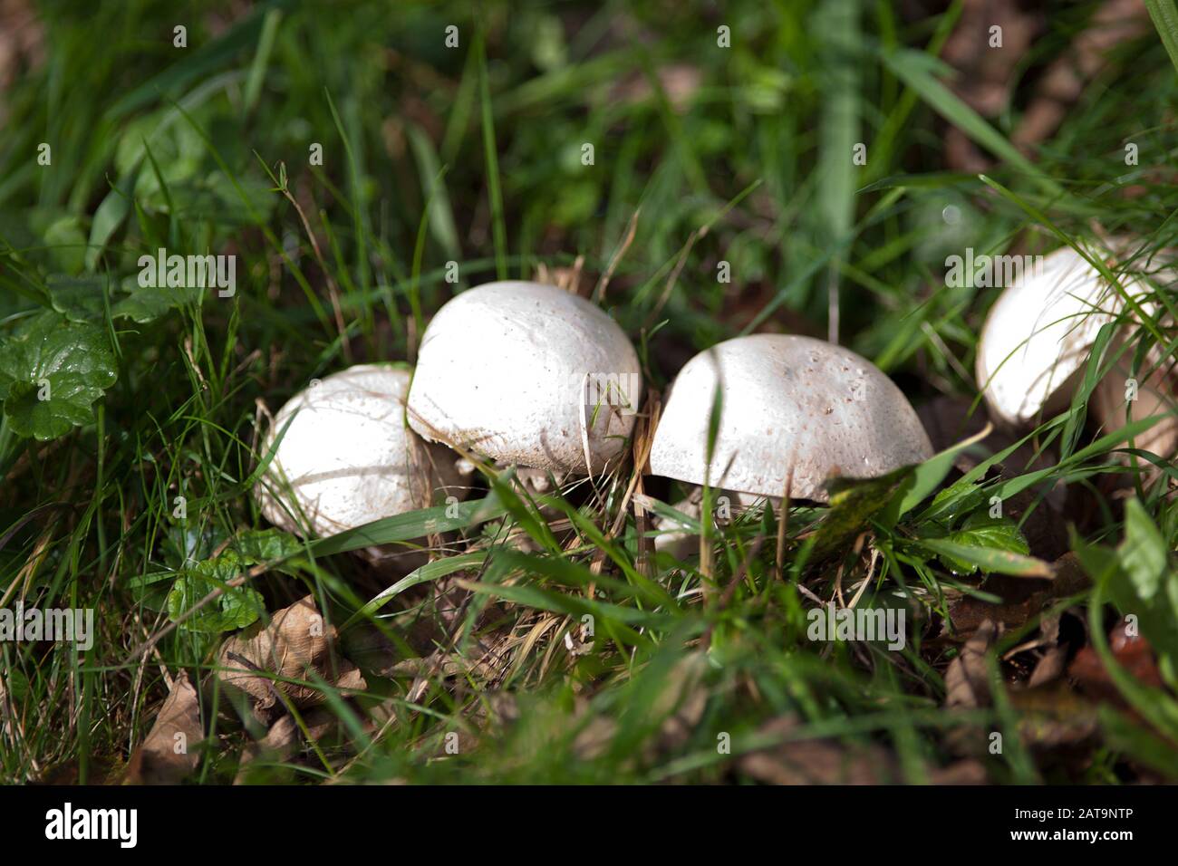 Pilz in der wiese Fotos und Bildmaterial in hoher Auflösung Alamy