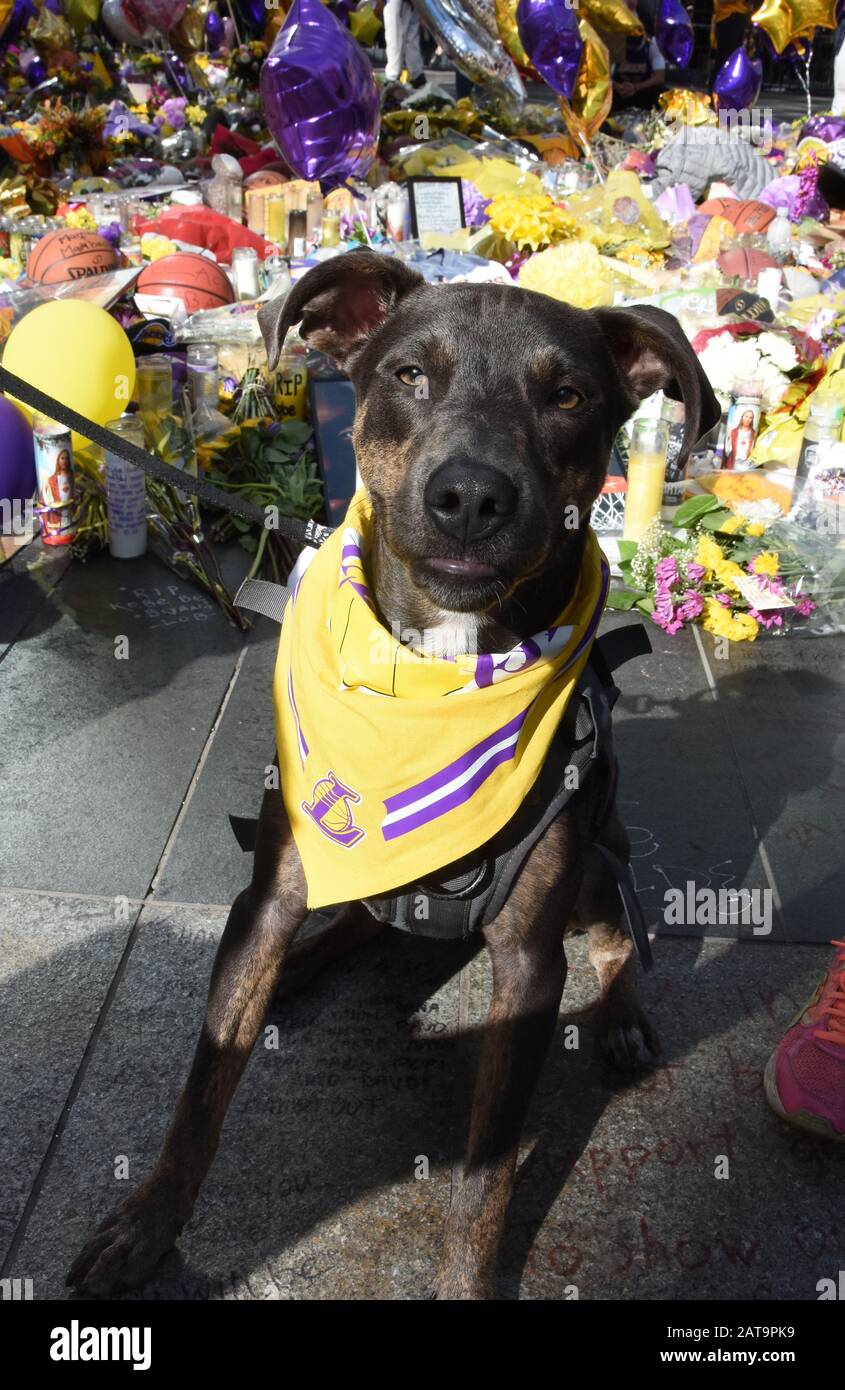 Los Angeles, Kalifornien, USA 31. Januar 2020 EIN allgemeiner Blick auf die Atmosphäre von Kobe Bryant und Gigi Bryant Memorial im Staples Center am 31. Januar 2020 in Los Angeles, Kalifornien, USA. Foto von Barry King/Alamy Live News Stockfoto