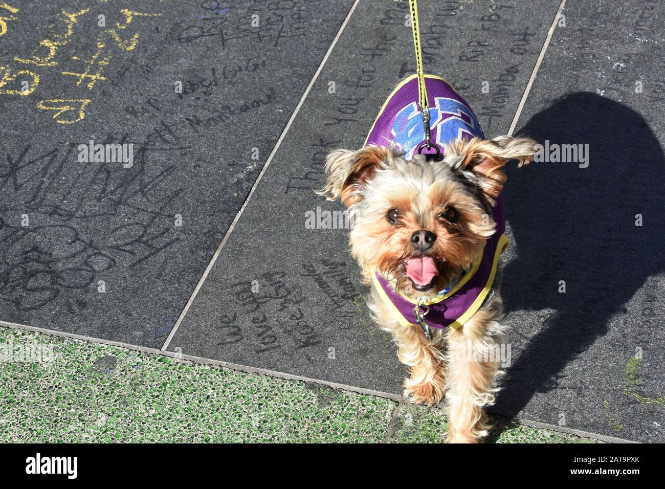 Los Angeles, Kalifornien, USA 31. Januar 2020 EIN allgemeiner Blick auf die Atmosphäre von Kobe Bryant und Gigi Bryant Memorial im Staples Center am 31. Januar 2020 in Los Angeles, Kalifornien, USA. Foto von Barry King/Alamy Live News Stockfoto