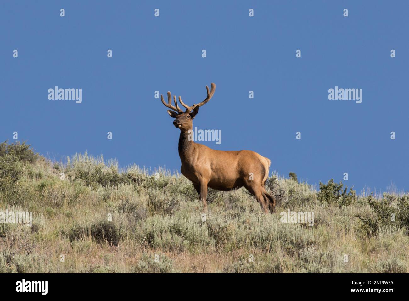 Ein Nachbarschafts-Elk Stockfoto