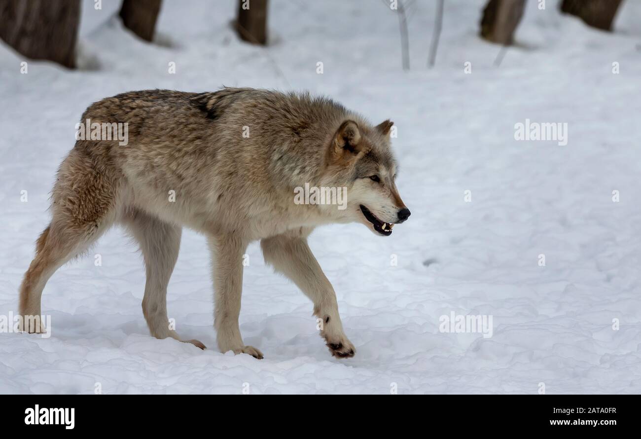 Grauwolf (Canis lupus) auch in Nordamerika als Holzwolf im Winter bekannt. Stockfoto