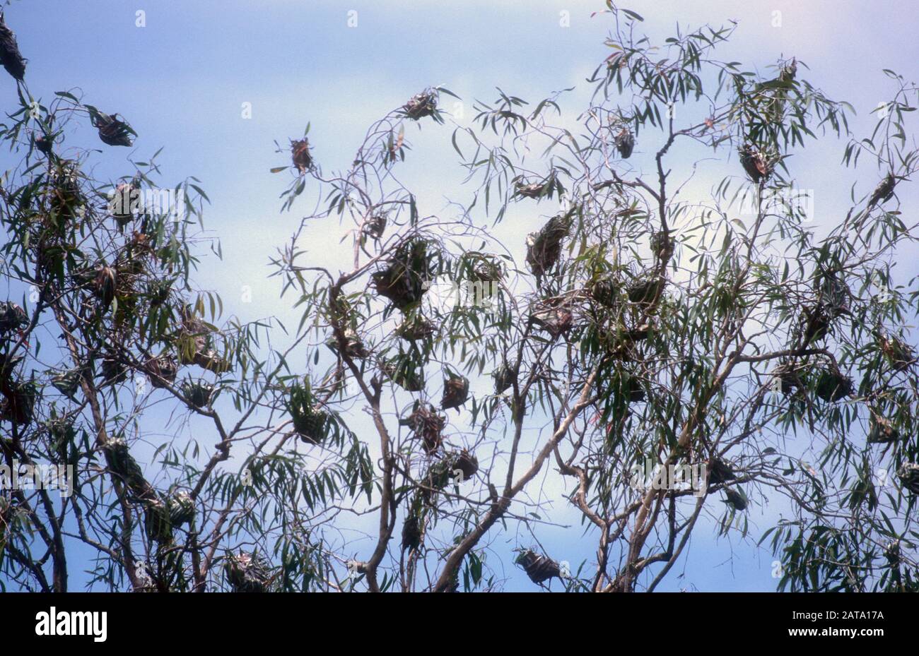 DIE MASSE DER GRÜNEN ANT-BÄUME NISTET IM EUKALYPTUSBAUM IN AUSTRALIEN Stockfoto