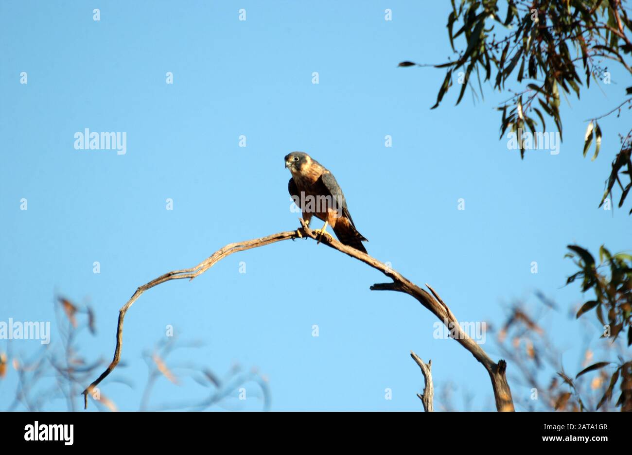 Die Australische hobby (Falco longipennis), auch als das kleine Falcon genannt, ist eine der sechs australische Mitglieder der Familie Falconidae. Stockfoto