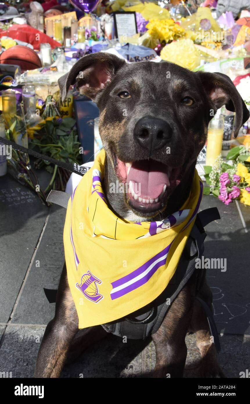 Los Angeles, Kalifornien, USA 31. Januar 2020 EIN allgemeiner Blick auf die Atmosphäre von Kobe Bryant und Gigi Bryant Memorial im Staples Center am 31. Januar 2020 in Los Angeles, Kalifornien, USA. Foto von Barry King/Alamy Live News Stockfoto