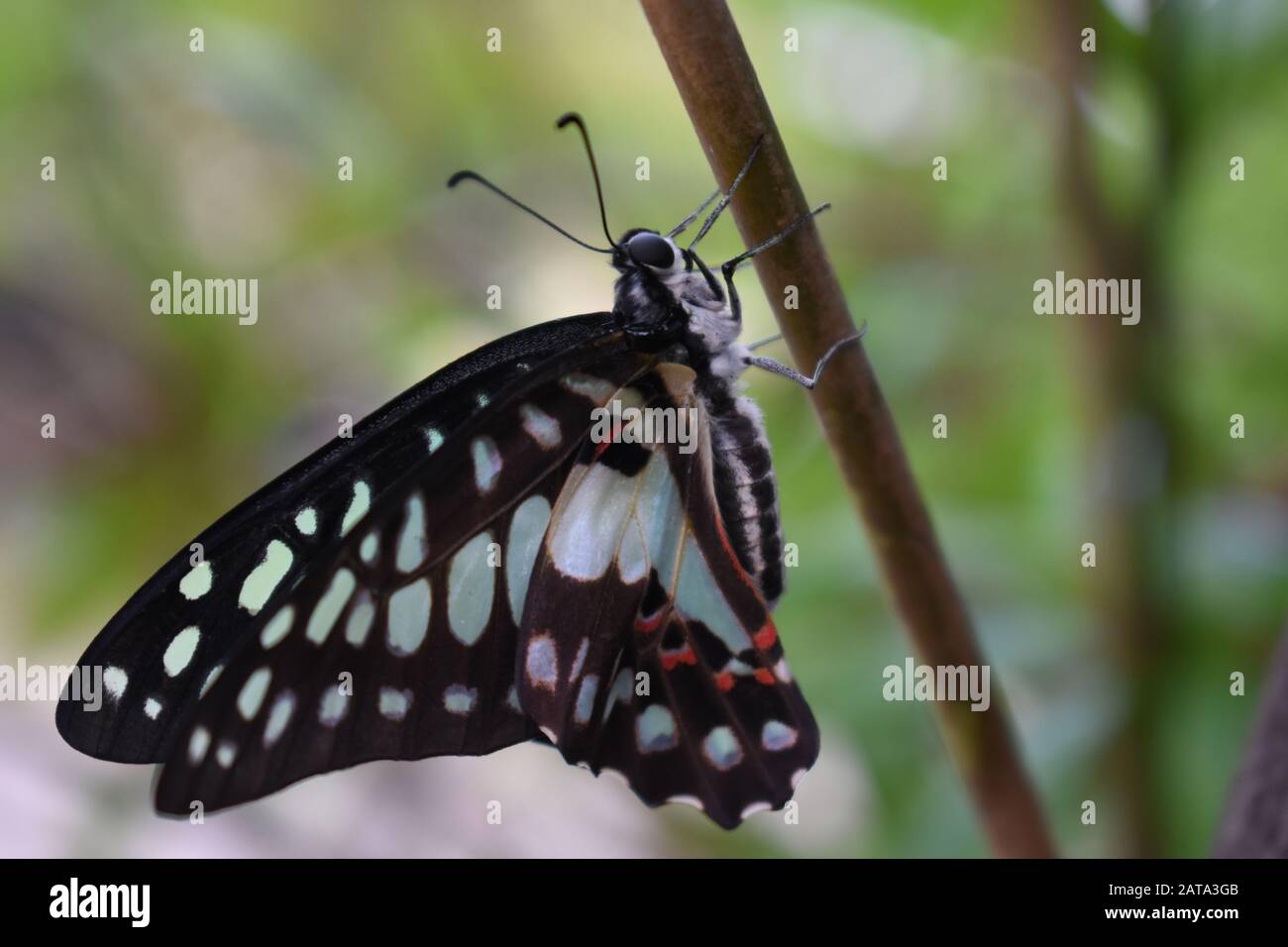 Ein gemeiner jay-Schmetterling (Graphium Doson), der auf einem Ast von Alamanda-Pflanze steht. Surakarta, Indonesien. Stockfoto
