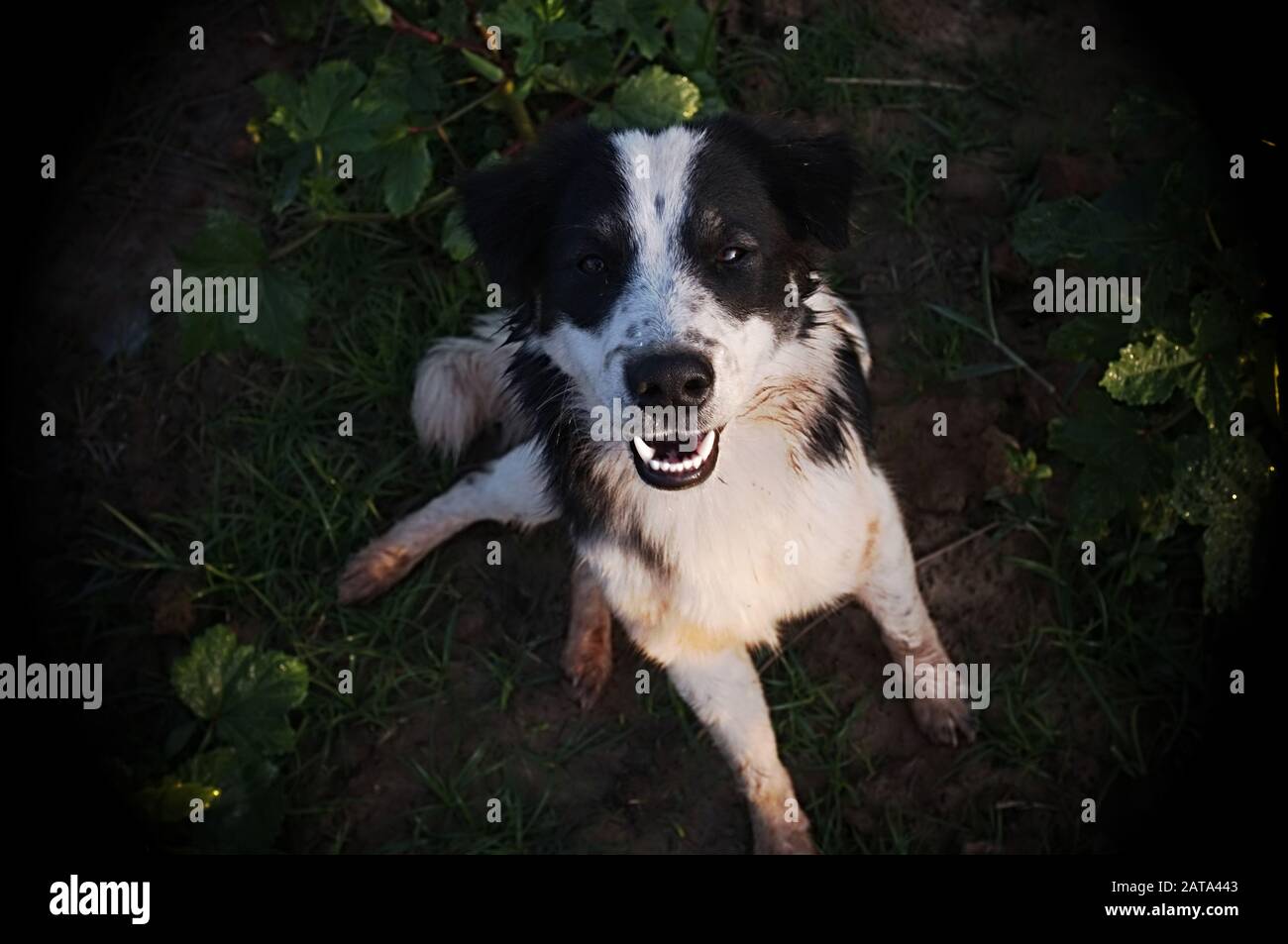 Süßer Hund, der draußen lächelt Stockfoto