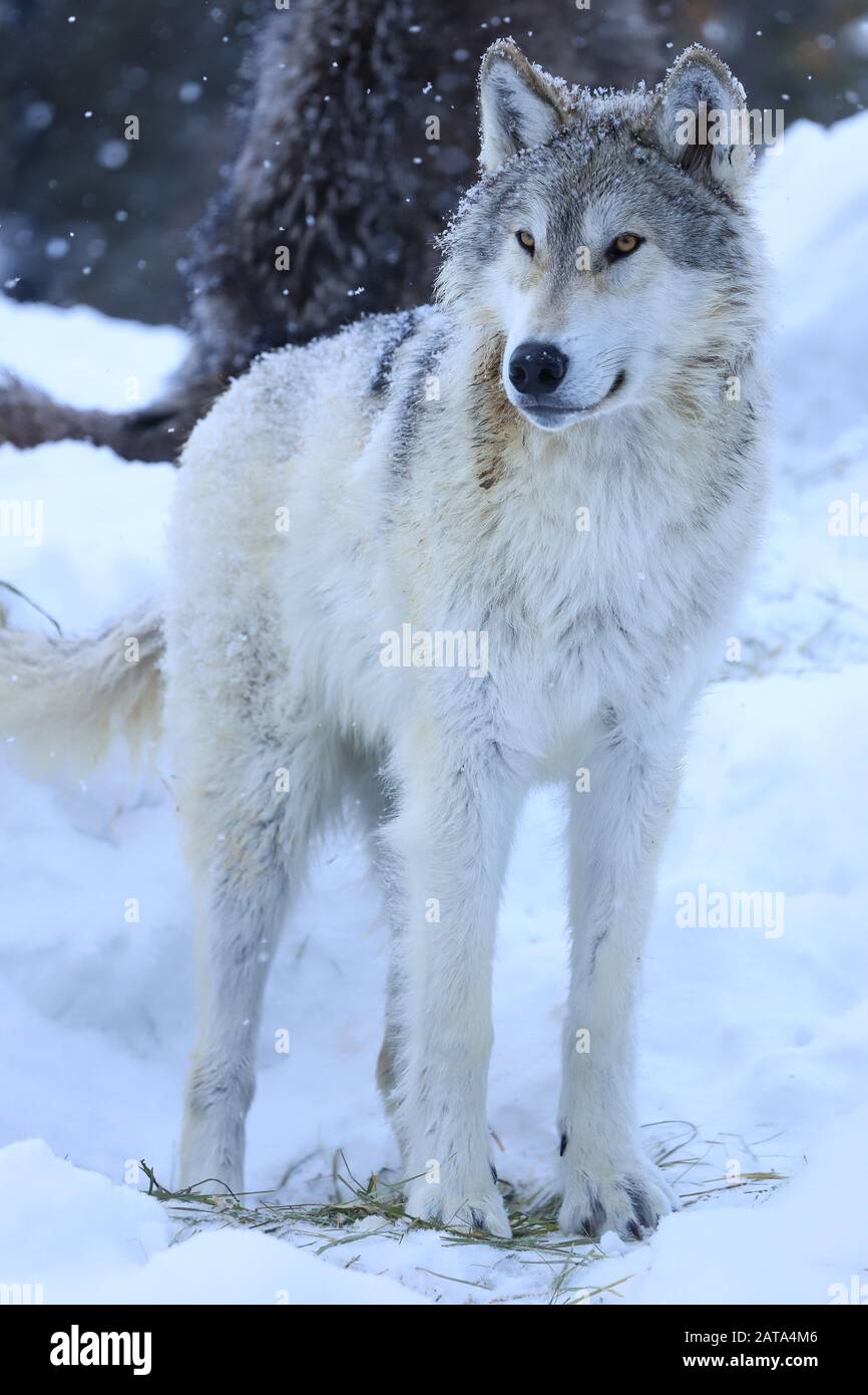 Grauer Wolf Hochformat Alarm im fallenden Schnee Stockfoto