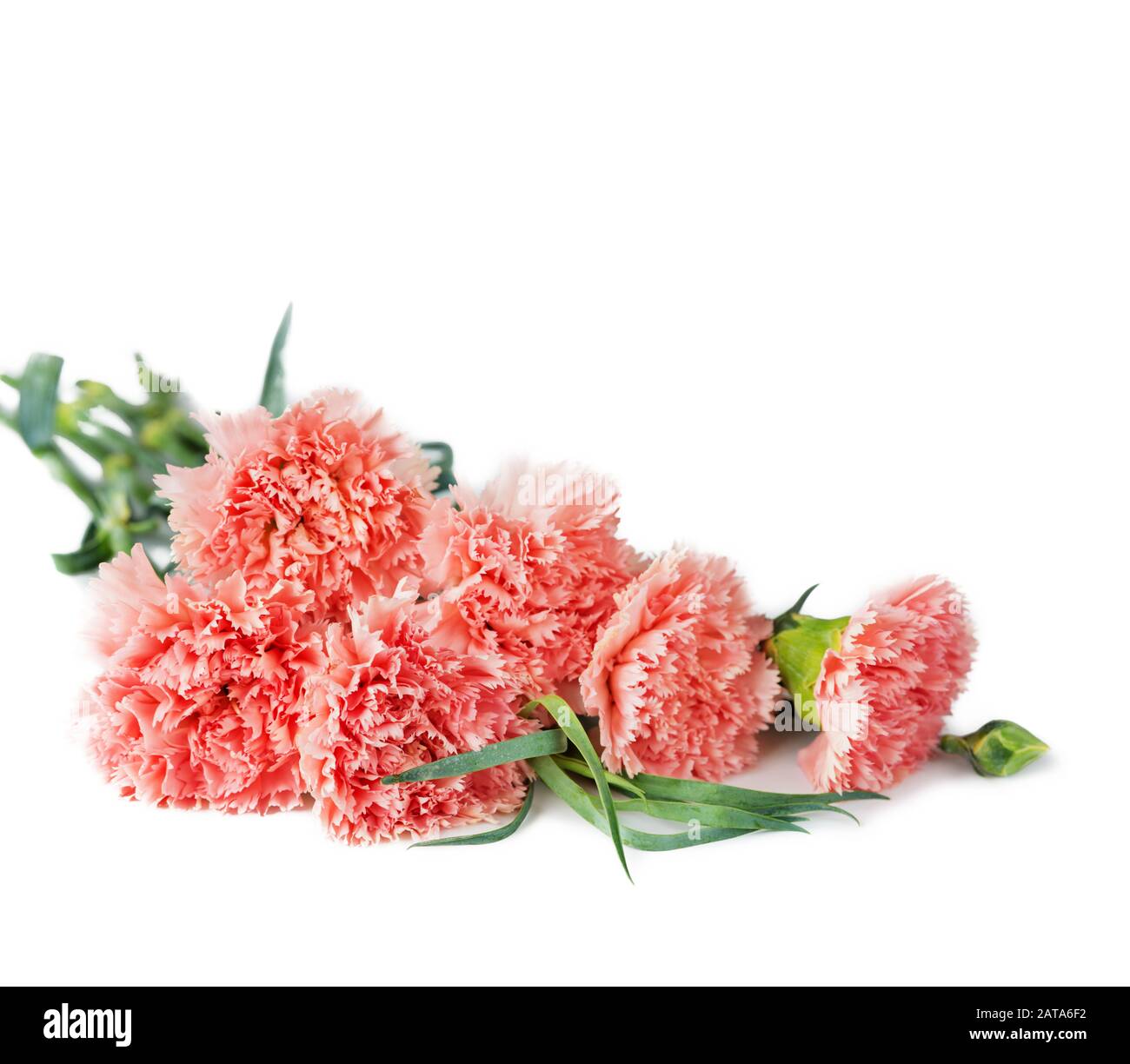 Schönen Blumenstrauß aus zarten Blüten rosa Nelken auf weißem Hintergrund Stockfoto