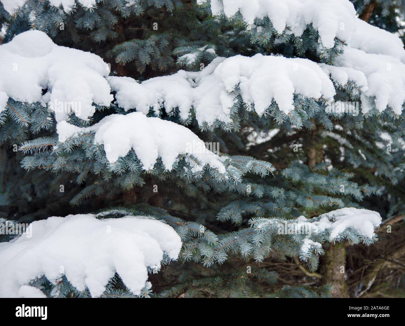 Äste aus Blaufichte, bei Schneefall reichlich mit Schnee bedeckt, Nahaufnahme Stockfoto
