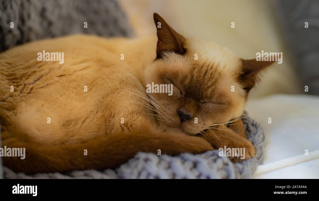 Birmanische Katze auf einer Strickdecke mit verschwommenem Hintergrund und offenen Augen Stockfoto