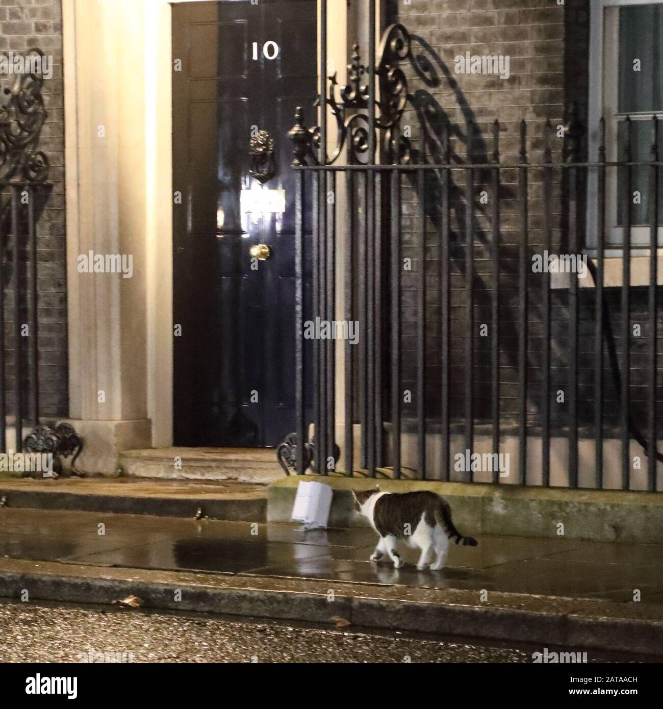 London, Großbritannien, 31. Januar 2020, Während Londoner sich in Westminster für die letzten Stunden der Eu-Mitgliedschaft Großbritanniens versammeln, patrouilliert Larry, der Katzen-Patrouille Downing Street, der den historischen Moment des Brexit Day nicht kennt. Kredit: Uwe Deffner / Alamy Live News Stockfoto