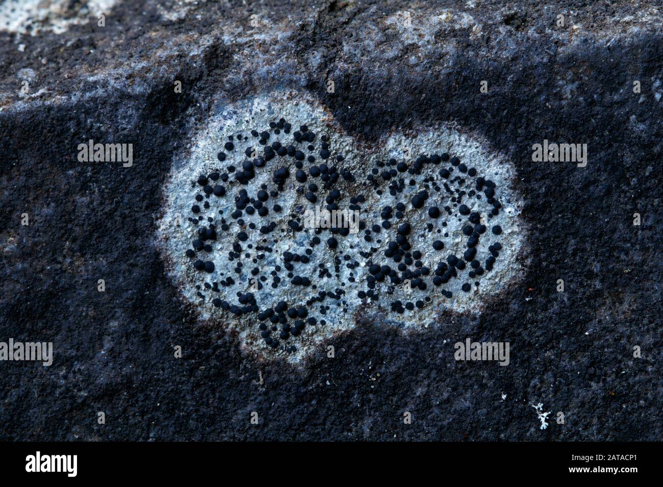 Lecidella sp. Epilithische Flechten / lichenisierte Pilze in der Slowakei, Mitteleuropa Stockfoto