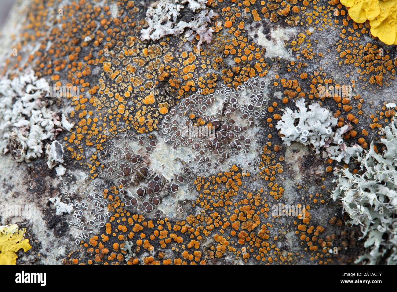 Myriolecis sp. Epiphytische Flechten / lichenisierte Pilze in der Slowakei, Mitteleuropa Stockfoto