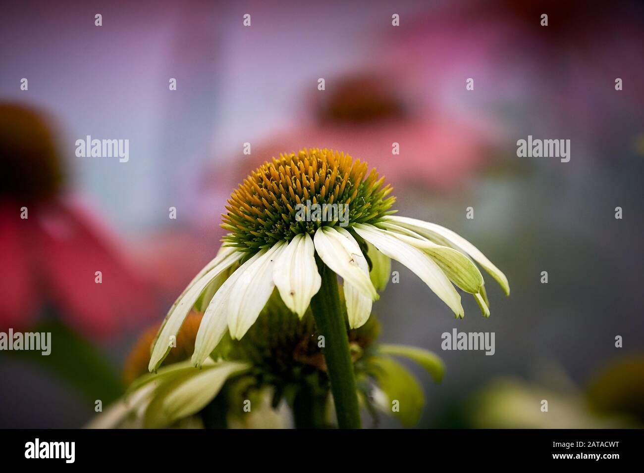 Echinacea Plant (Asteraceae) Nahaufnahme Stockfoto