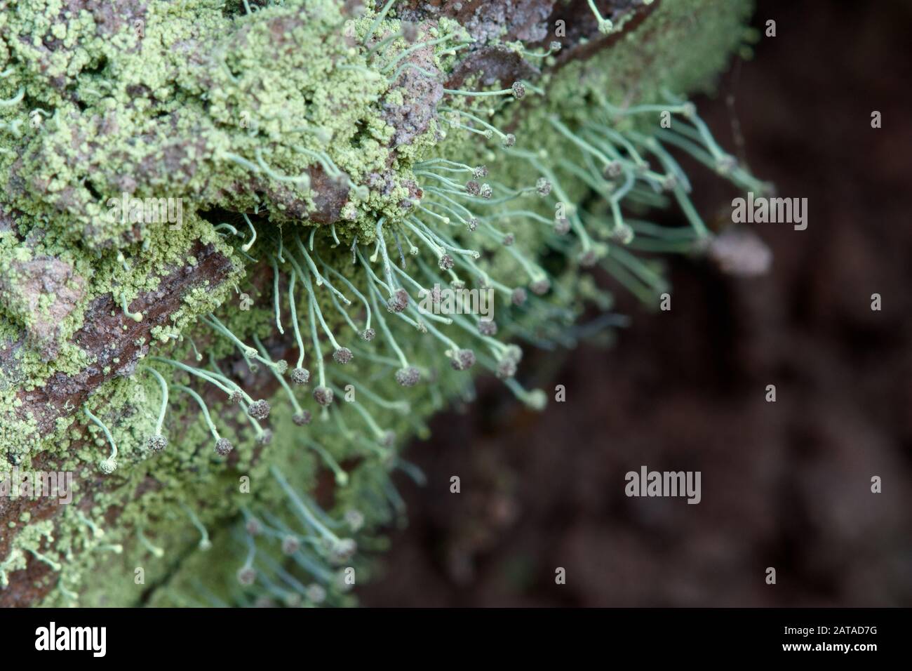 Chaenotheca furfuracea Schwefel Stoppellicht Stockfoto